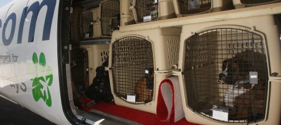 خدمات نقل الحيوانات الأليفة في الدوحة