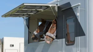 Horse Transport